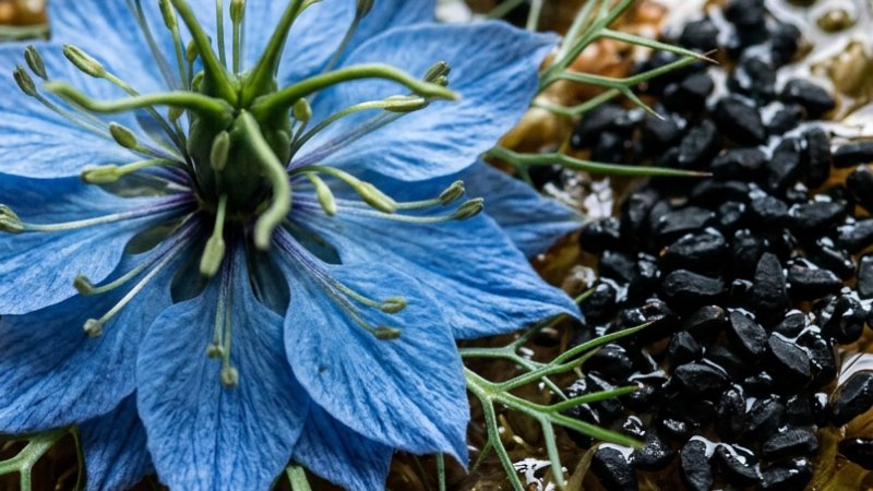 Huile de nigelle