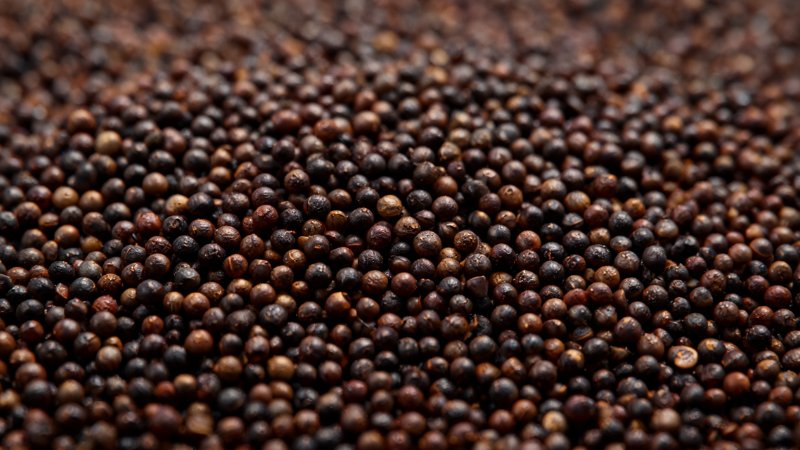 Huile de moutarde noire